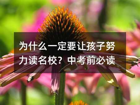 为什么一定要让孩子努力读名校?中考前必读