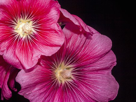 һ�꼶�������ţ���ֹͣ��Ч���ǣ�ץ�����ĸ����������ݡ�